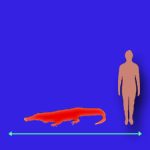Immagini dinosauri: dimensioni Proterosuchus