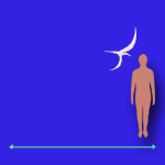 Immagini dinosauri: dimensioni Pterodactylus
