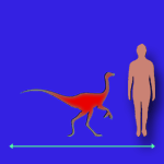 Immagini dinosauri: dimensioni Saurornithoides