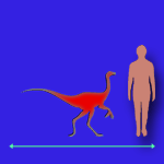 Immagini dinosauri: dimensioni Stenonychosaurus