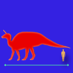Immagini dinosauri: dimensioni Tsintaosaurus