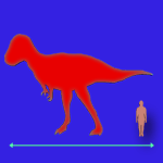Immagini dinosauri: dimensioni Yangchuanosaurus