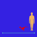 Immagini dinosauri: dimensioni Eoraptor