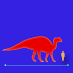 Immagini dinosauri: dimensioni Kritosaurus