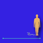 Immagini dinosauri: dimensioni Pachyrchachis