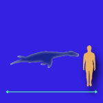 Immagini dinosauri: dimensioni Plesiosaurus