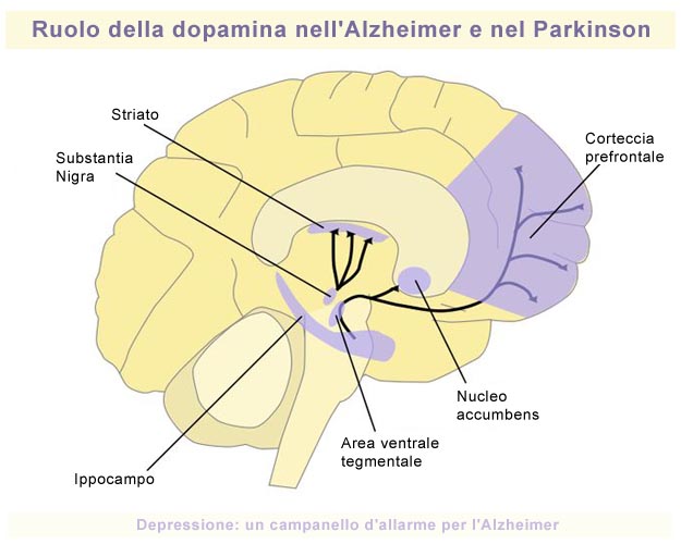 Ruolo della dopamina in Alzheimer e Parkinson