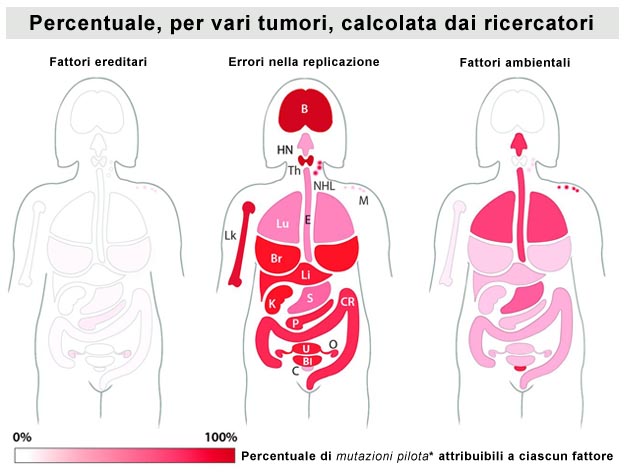 Cause tumori: percentuale in vari organi Infografica percentuale cause tumori (ereditaria, replicativa, ambientale)