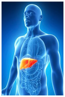 Cura epatite C con Sofosbuvir Cura epatite C con Sofosbuvir