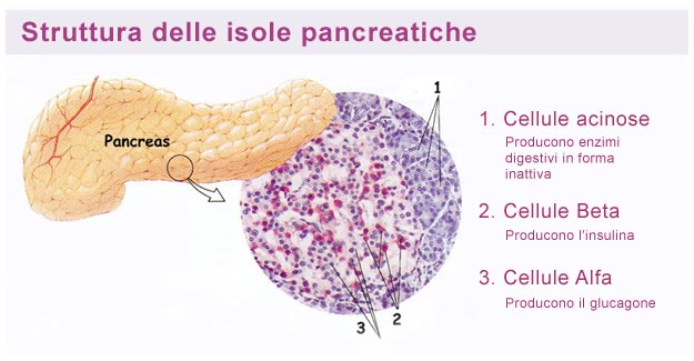 Isole pancreatiche: Cellule Alfa e Cellule Beta Struttura isole pancreatiche
