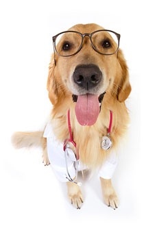 Fiuto cani per tumore alla prostata