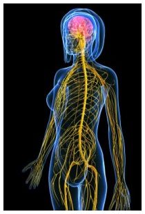 Malattie sistema immunitario e cervello