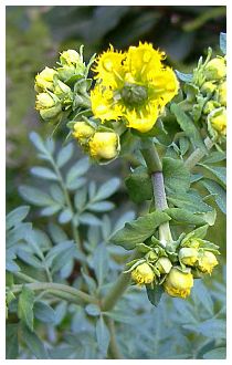 Piante officinali e tumori: ruta graveolens Piante officinali e tumori: ruta graveolens
