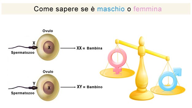 Come sapere se è maschio o femmina Maschio XY o Femmina XX