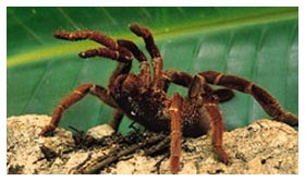 Aracnofobia Aracnofobia