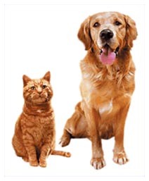 Cani e gatti soffrono di Alzheimer ? Cani e gatti soffrono di Alzheimer ?