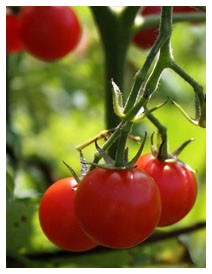 Alzheimer: dai pomodori una possibile cura
