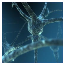 Proteina Nogo per rallentare l'Alzheimer Proteina Nogo per rallentare l'Alzheimer