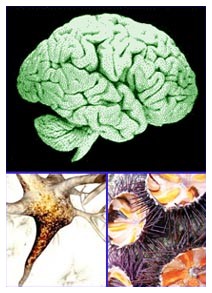 Alzheimer e Cnr: ricerca sui ricci di mare
