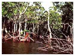 Disboscamento Amazzonia