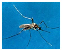 Zanzara anofele - malaria Zanzara anofele - malaria
