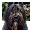 animali intelligenti