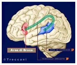 http://www.universonline.it/_scienza/foto/area_di_brocca_poliglotti/area_di_brocca_poliglotti.jpg