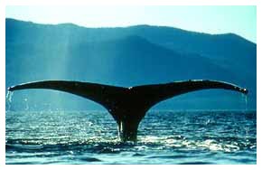 Caccia alle balene