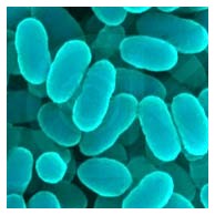 Batteri: Micro sfida