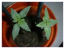I benefici della marijuana