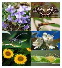 Biodiversità  : servono atti concreti