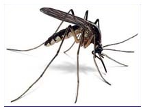 Biomedicina: zanzare e lotta alla malaria