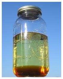 Carburante alternativo: gasolio biodiesel, girasole e colza