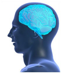 Il cervello cresce anche da anziani Il cervello cresce anche da anziani