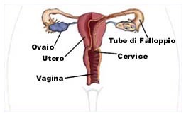 Cisti ovariche: corpo uterino