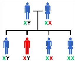 Cromosomi X: le differenze fra uomo e donna