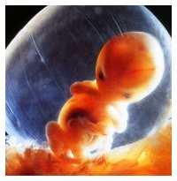 Crescita embrionale