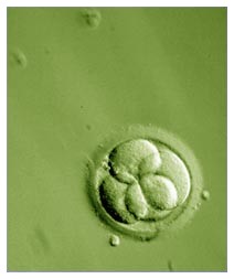 Cellule staminali senza distruggere gli embrioni