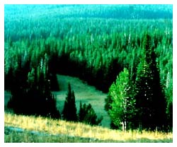 distruzione delle ultime foreste pluviali