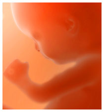 Gravidanza, tiroide e effetti sul bambino Gravidanza, tiroide e effetti sul bambino