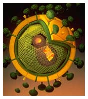 HIV resistente ai farmaci HIV resistente ai farmaci