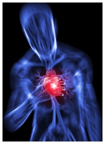 Dopo l'infarto una cura che ripara il cuore Dopo l'infarto una cura che ripara il cuore