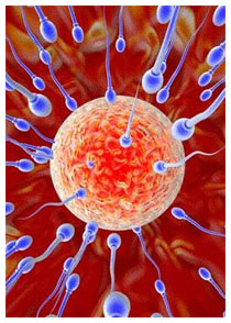 Infertilità maschile e produzione di spermatozoi Infertilità maschile e produzione di spermatozoi