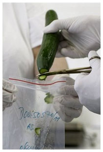Infezione da Escherichia coli