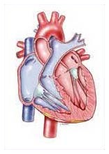 Ipertrofia del miocardio: criterio Perugia