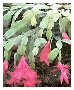Lingua della suocera - Schlumbergera truncata