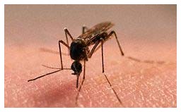 Zanzare e Malaria