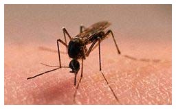 Zanzare e Malaria Zanzare e Malaria