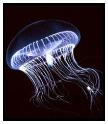 Proteina medusa: diagnosi cellule difettose