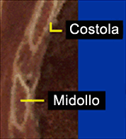 neuroni dalle cellule staminali del midollo